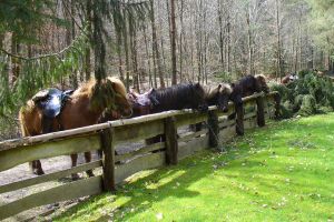 Reiten ist hier ein Urlaubsangebot