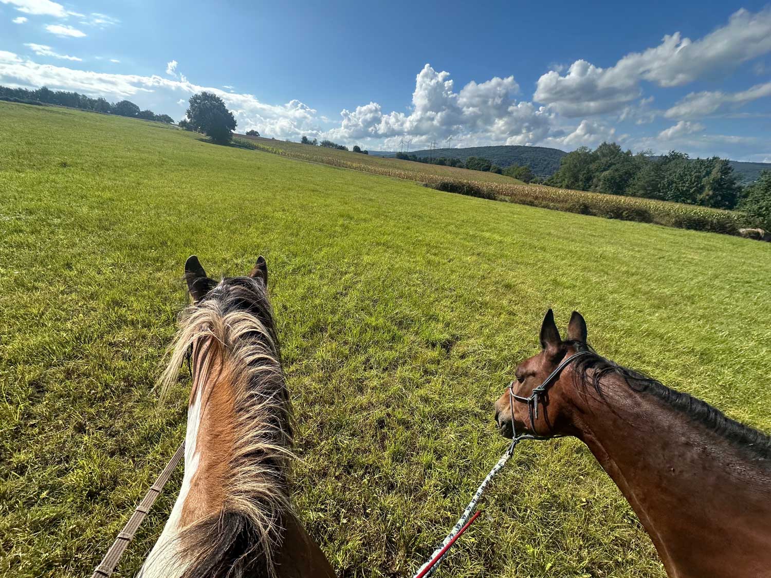 Reiten mit Pferden